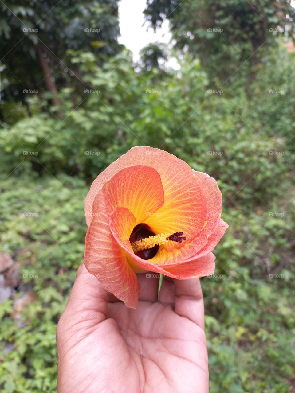 Beautiful Hibiscus tiliaceus flower in hand
