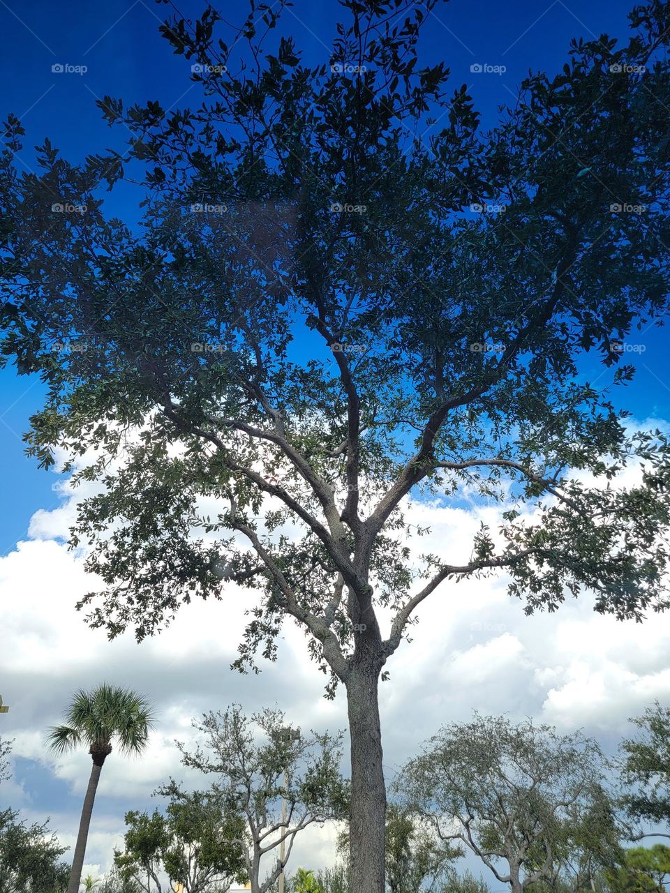 Just a simple beautiful tree.