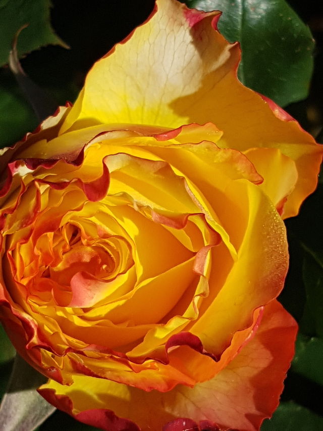 Golden rose