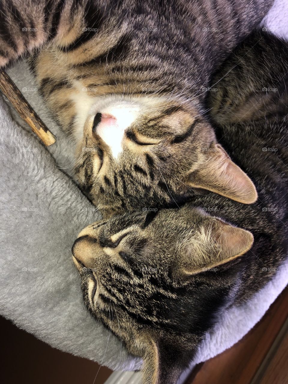 Kittens sleeping in their favorite soft spot