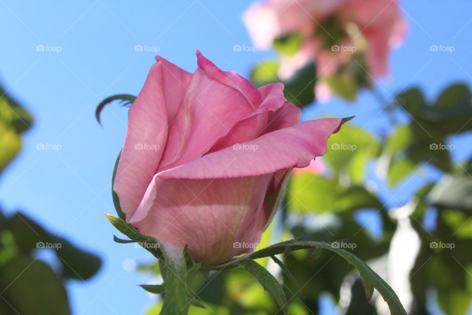 Flower, Nature, Rose, Garden, Flora