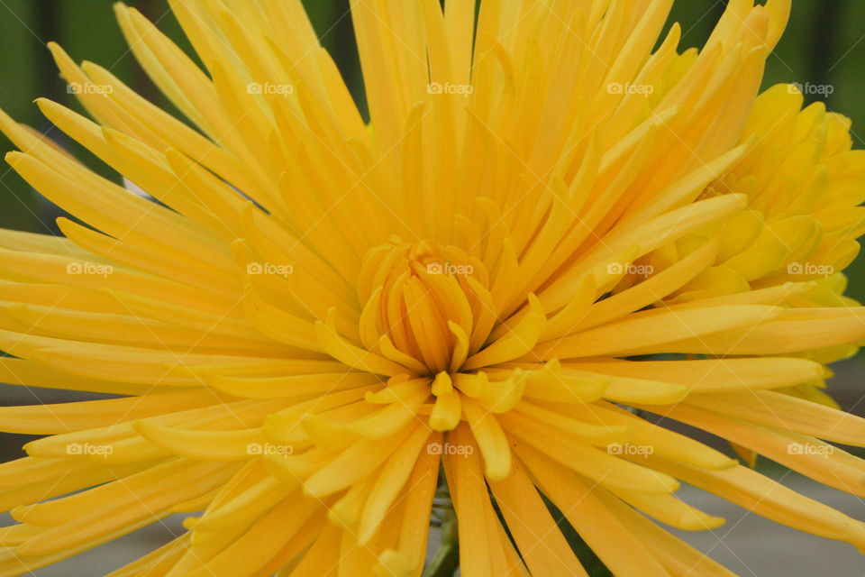 Chrysanthemum 