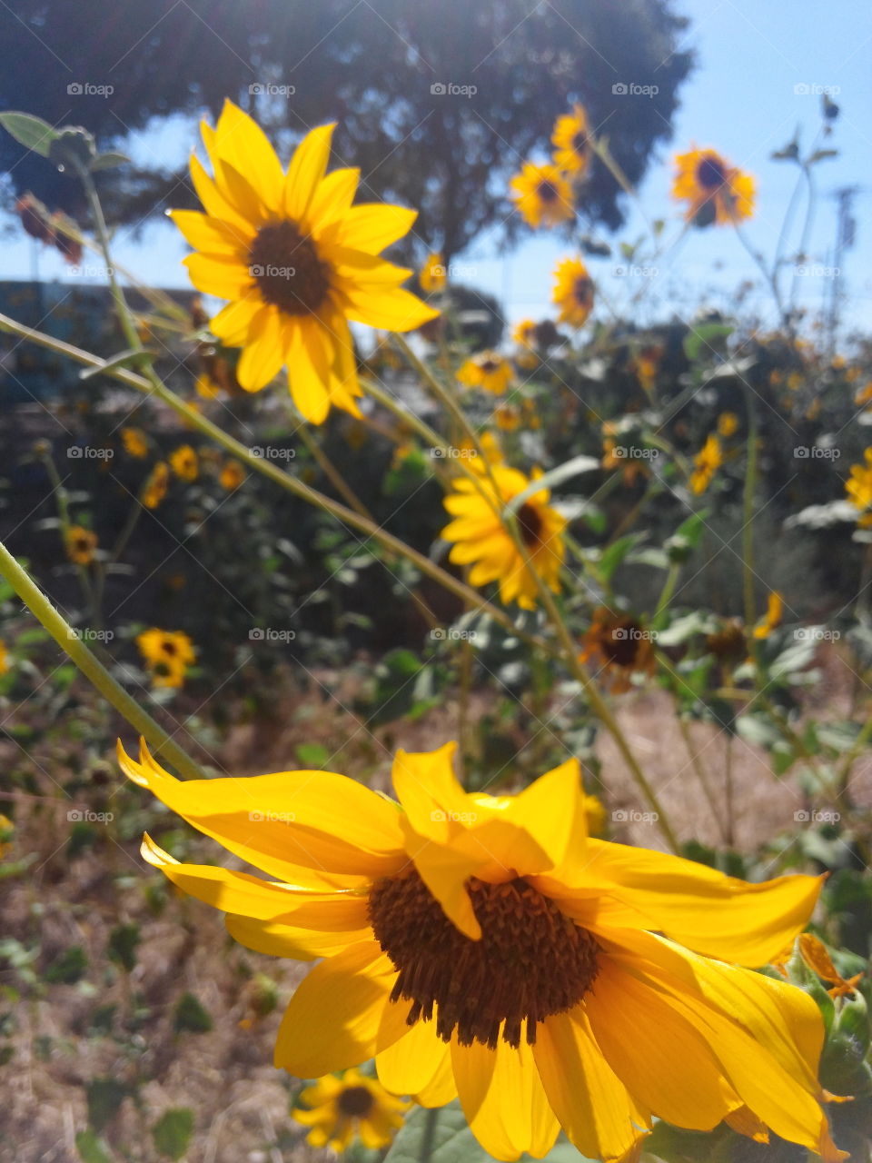 Sunflowers