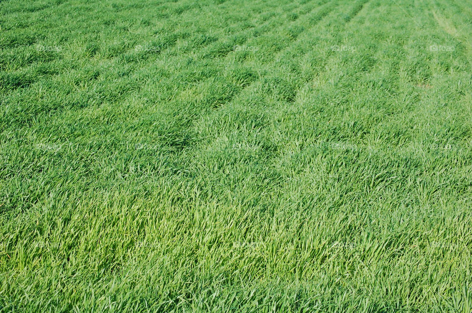 Full frame of grass in nature 