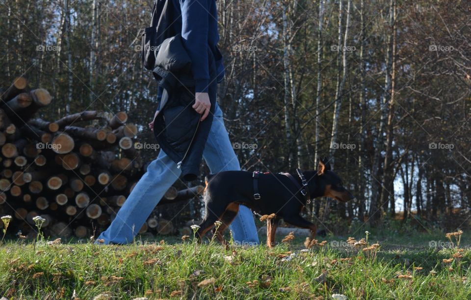 morning walking person with dog autumn time