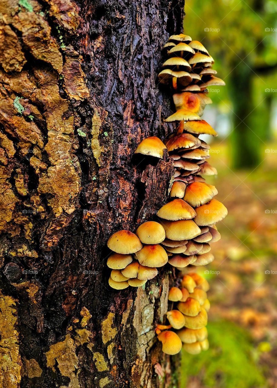 Mushrooms on a tree trunk