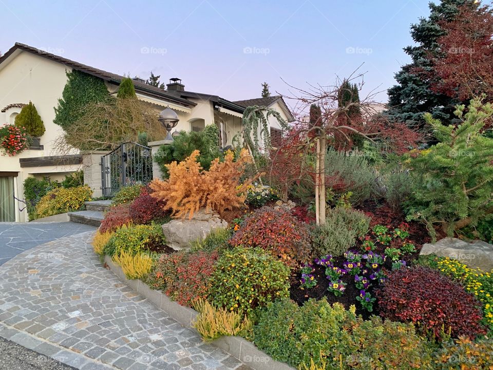 Plants in a garden in Switzerland 