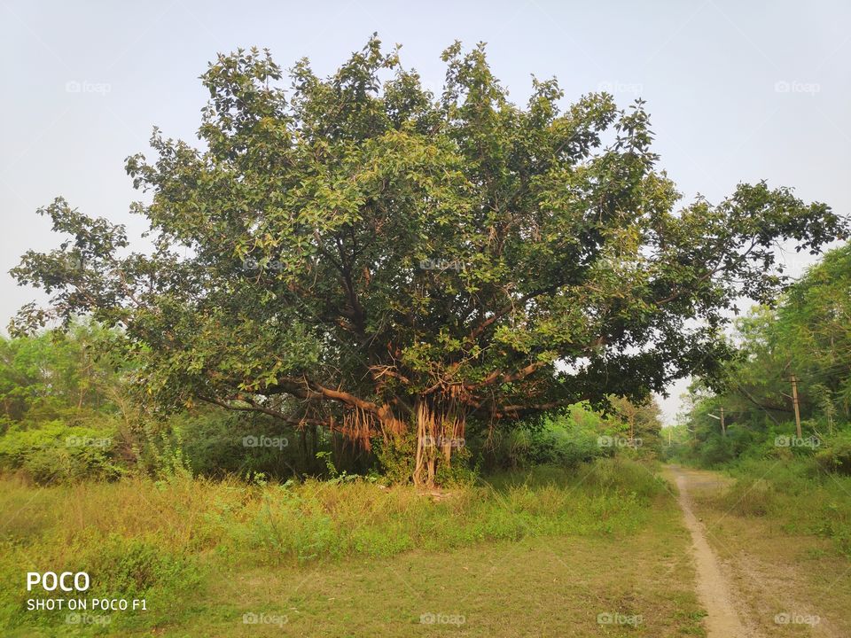 Banyan tree