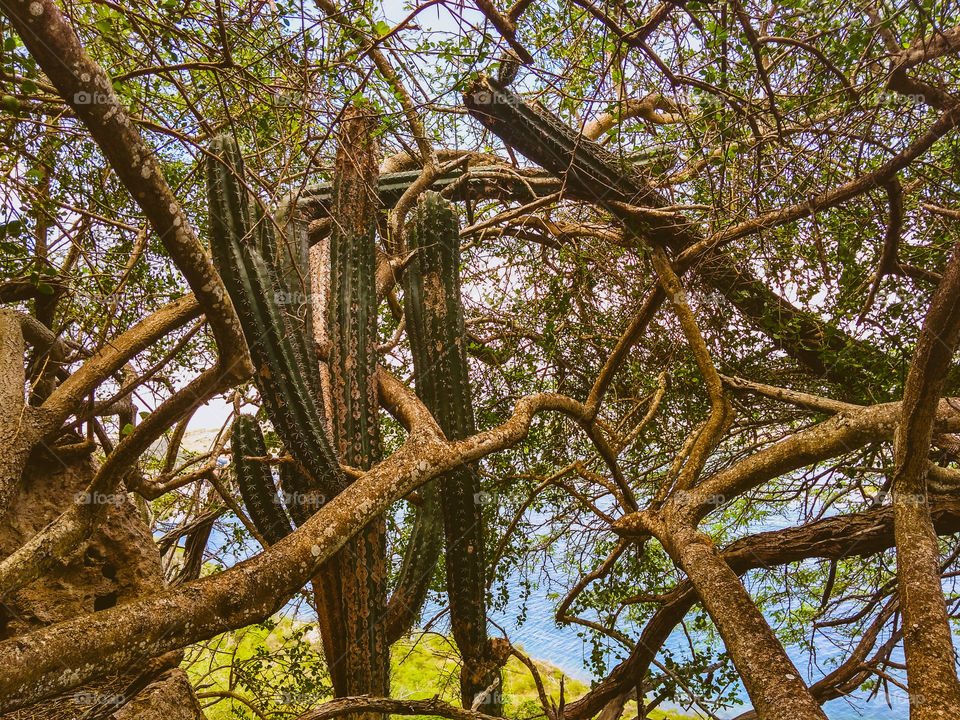 ocean, cactus and branches 🌵