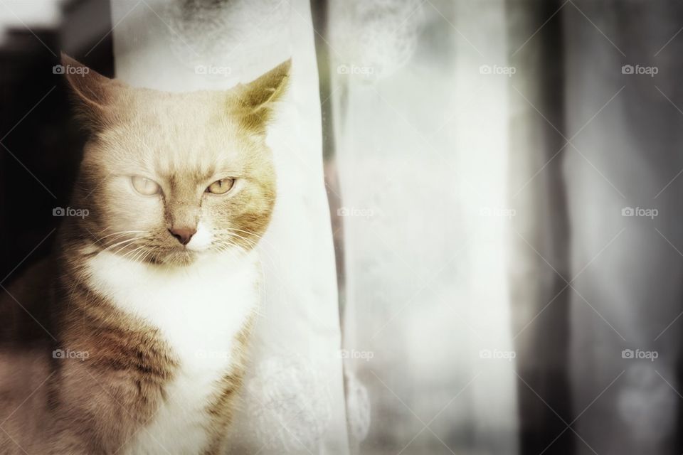 Cat looking outside the window
