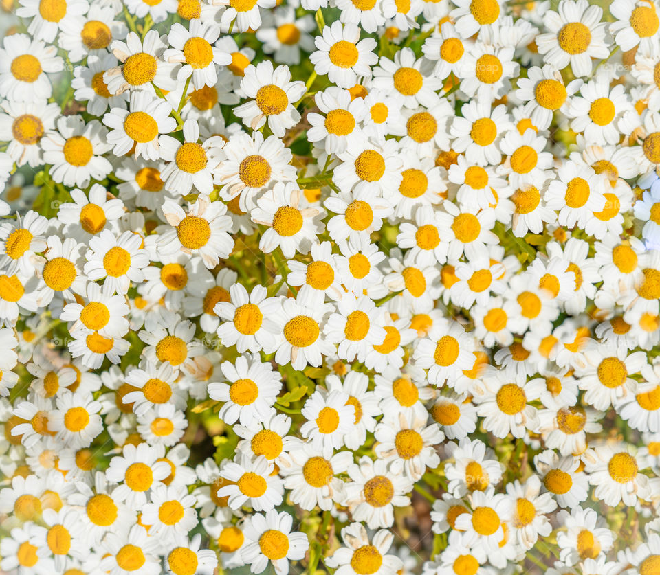 Feverfew flowers are small daisy-like blooms 