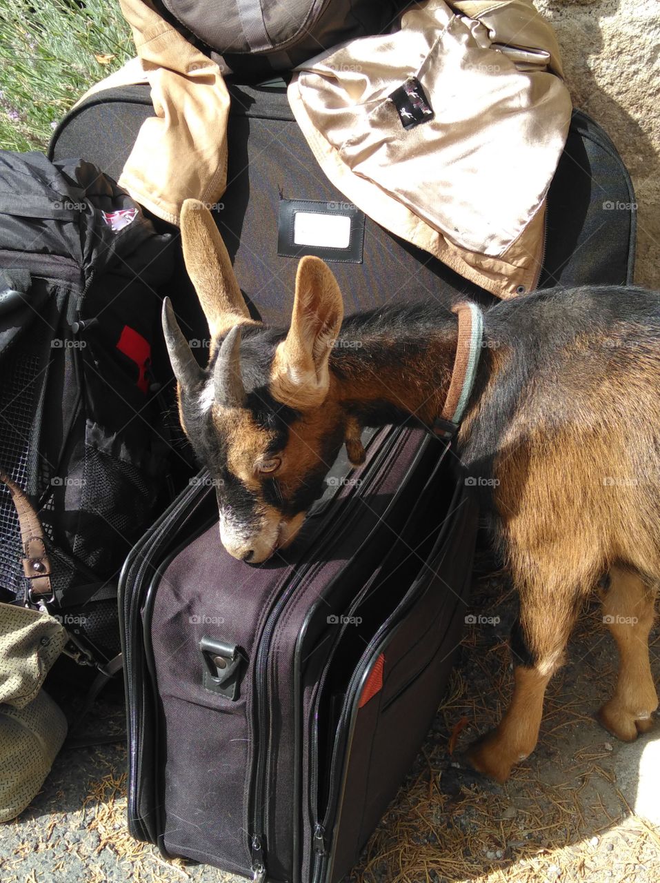 suitcase for holiday