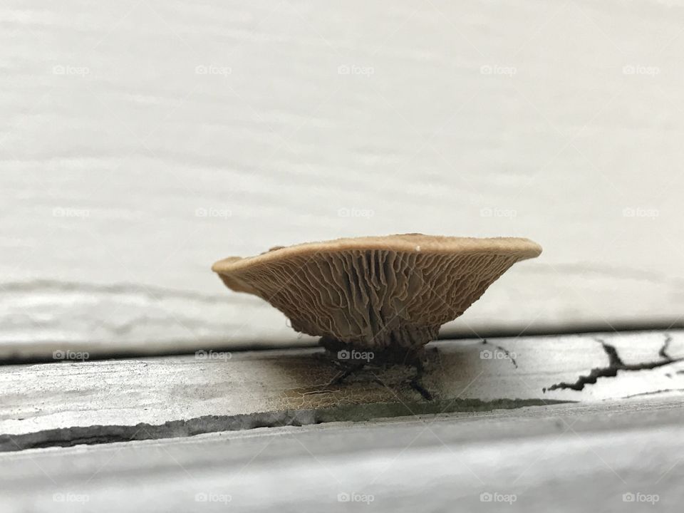 Mushroom on the window sill. 