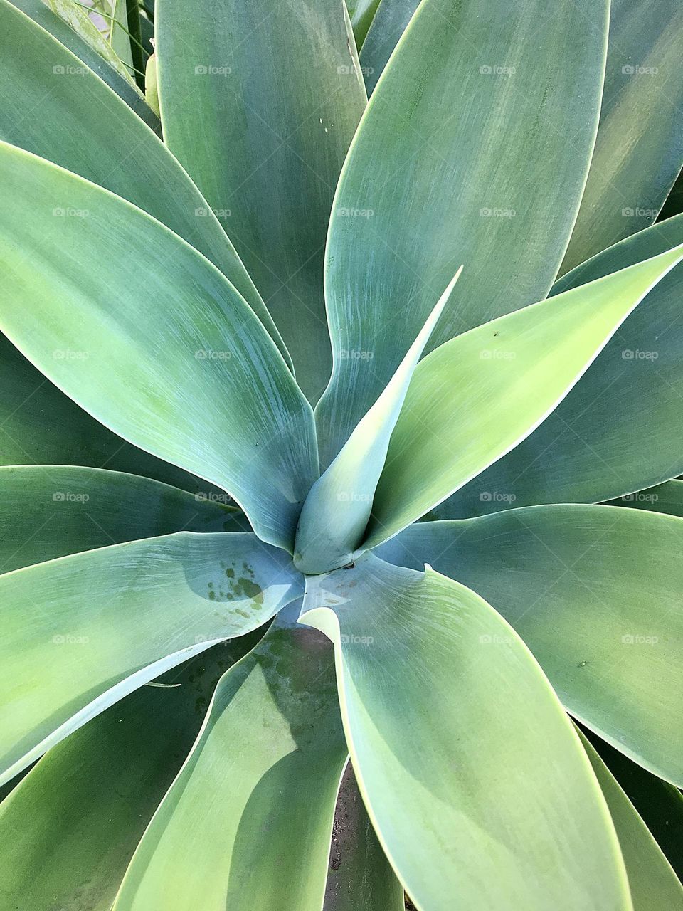 Agave-azul