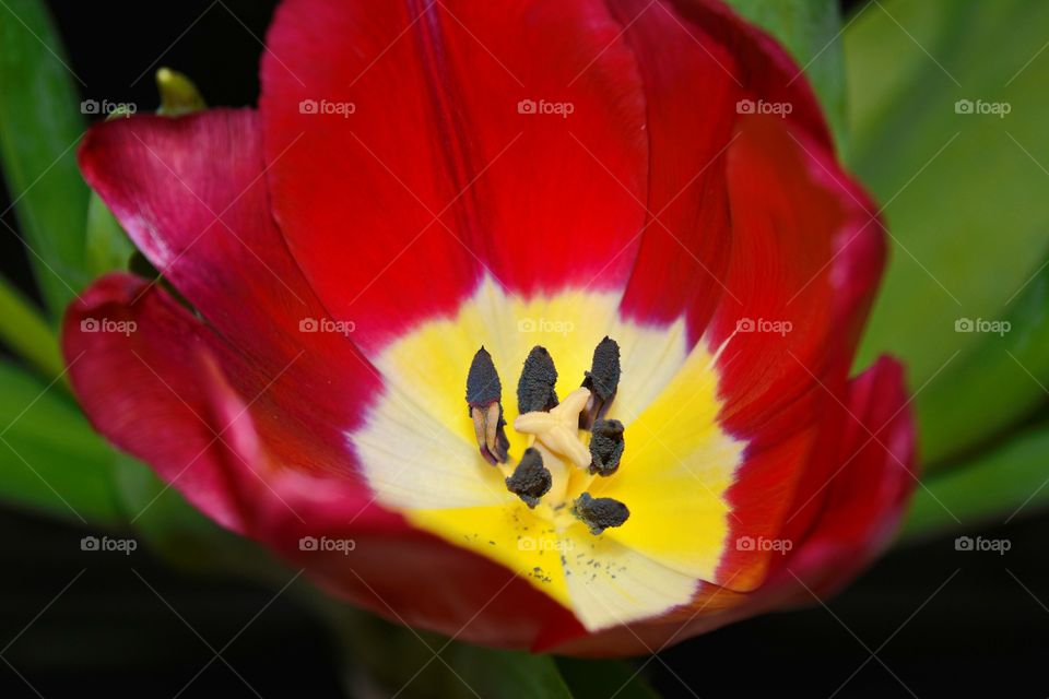 Flower, Nature, Tulip, No Person, Garden