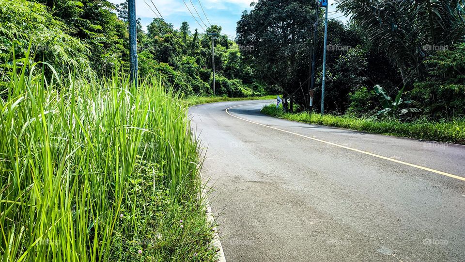 greenery along the roadside