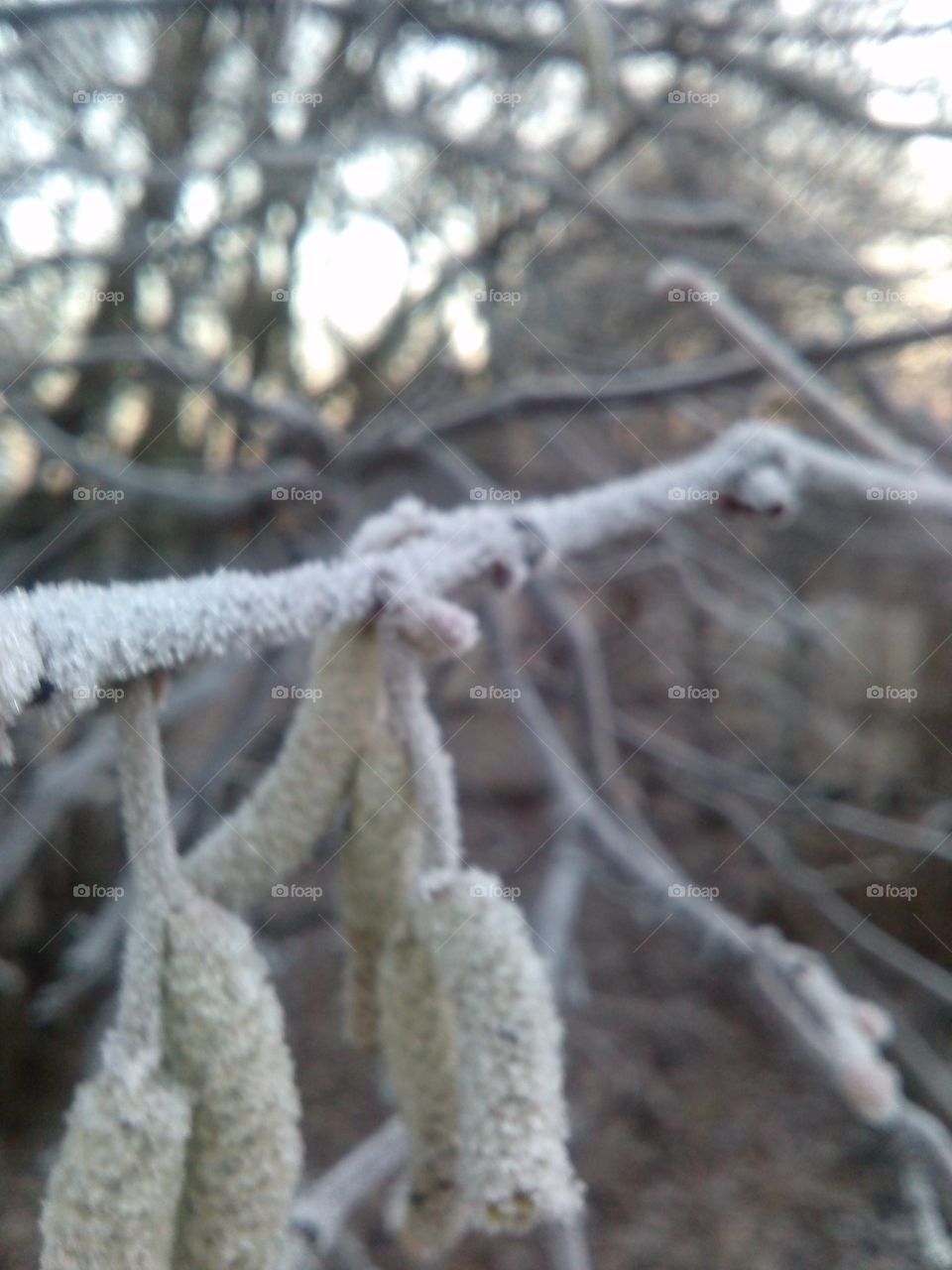 frosty branches