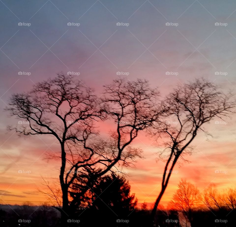 Fiery Trees at Sunrise