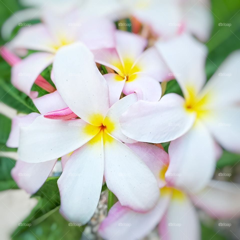 Plumeria 