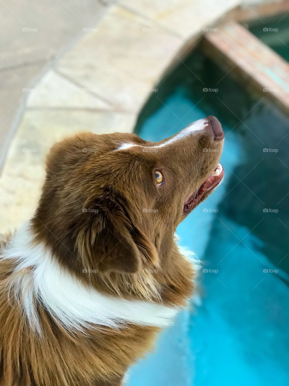 High angle view of a dog standing over a swimming pool