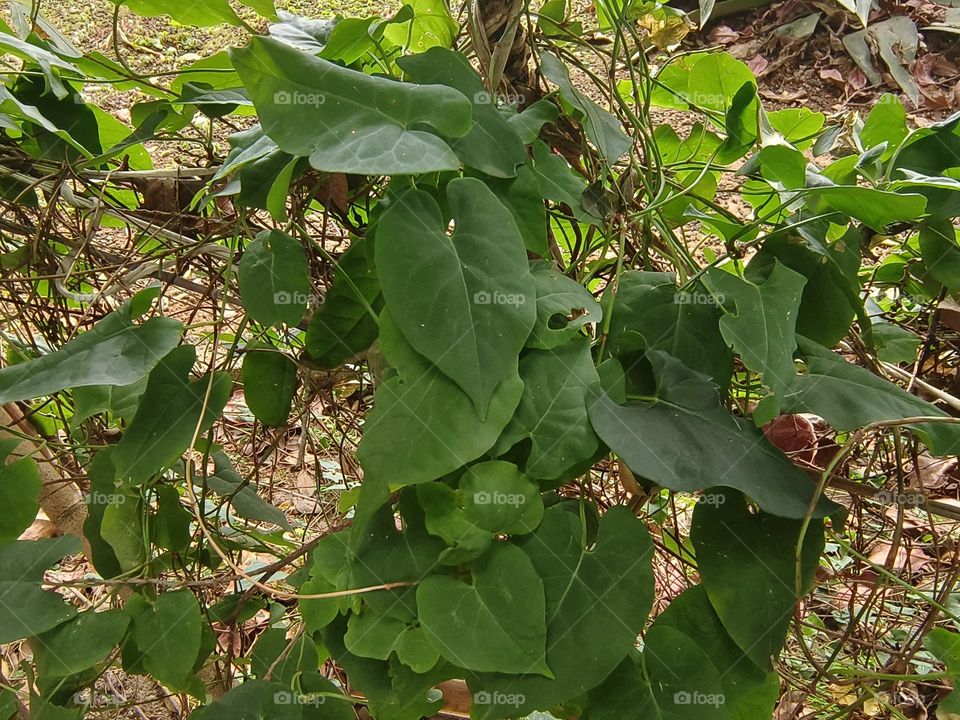 Fallopia multiflora in Beinan Township Native Applied Botanical Garden