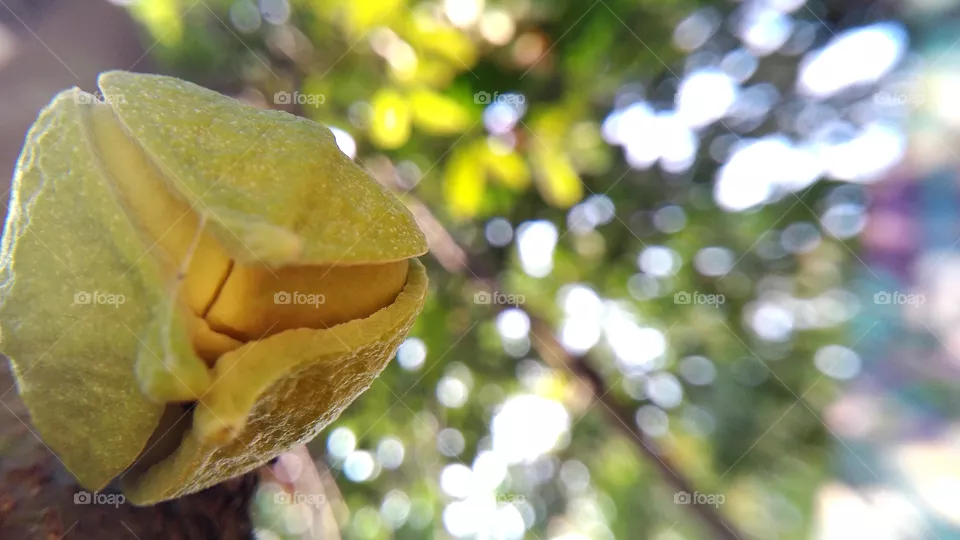 soursop flower