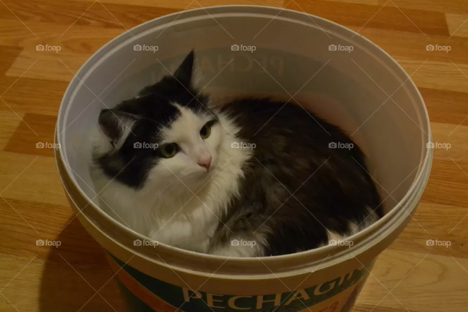 cat