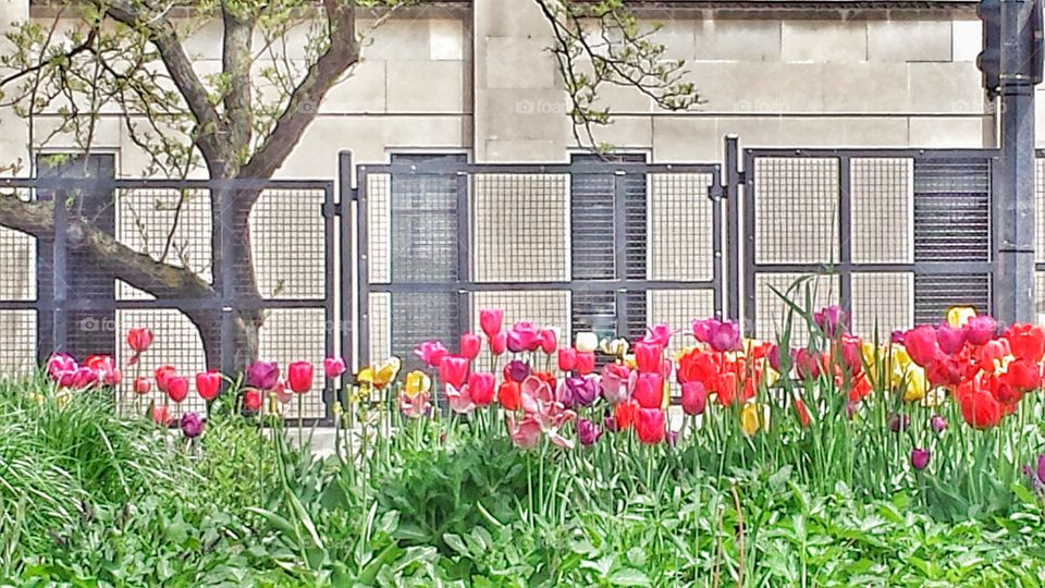 Flowers. Tulips on the Boulevard