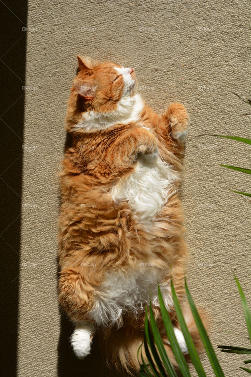 cat pet lying in the solar lights top view