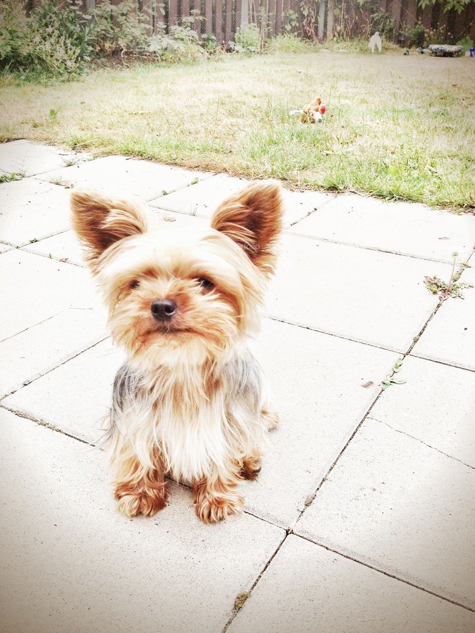 little yorkshire terrier