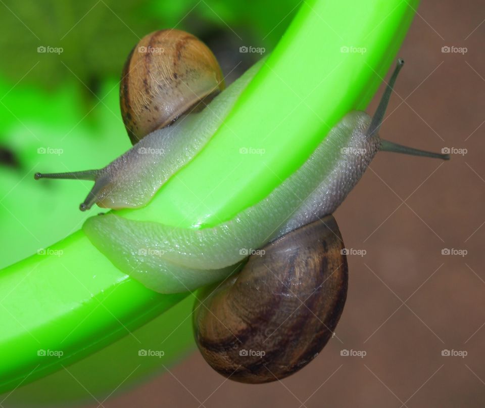 Close-up of two snails