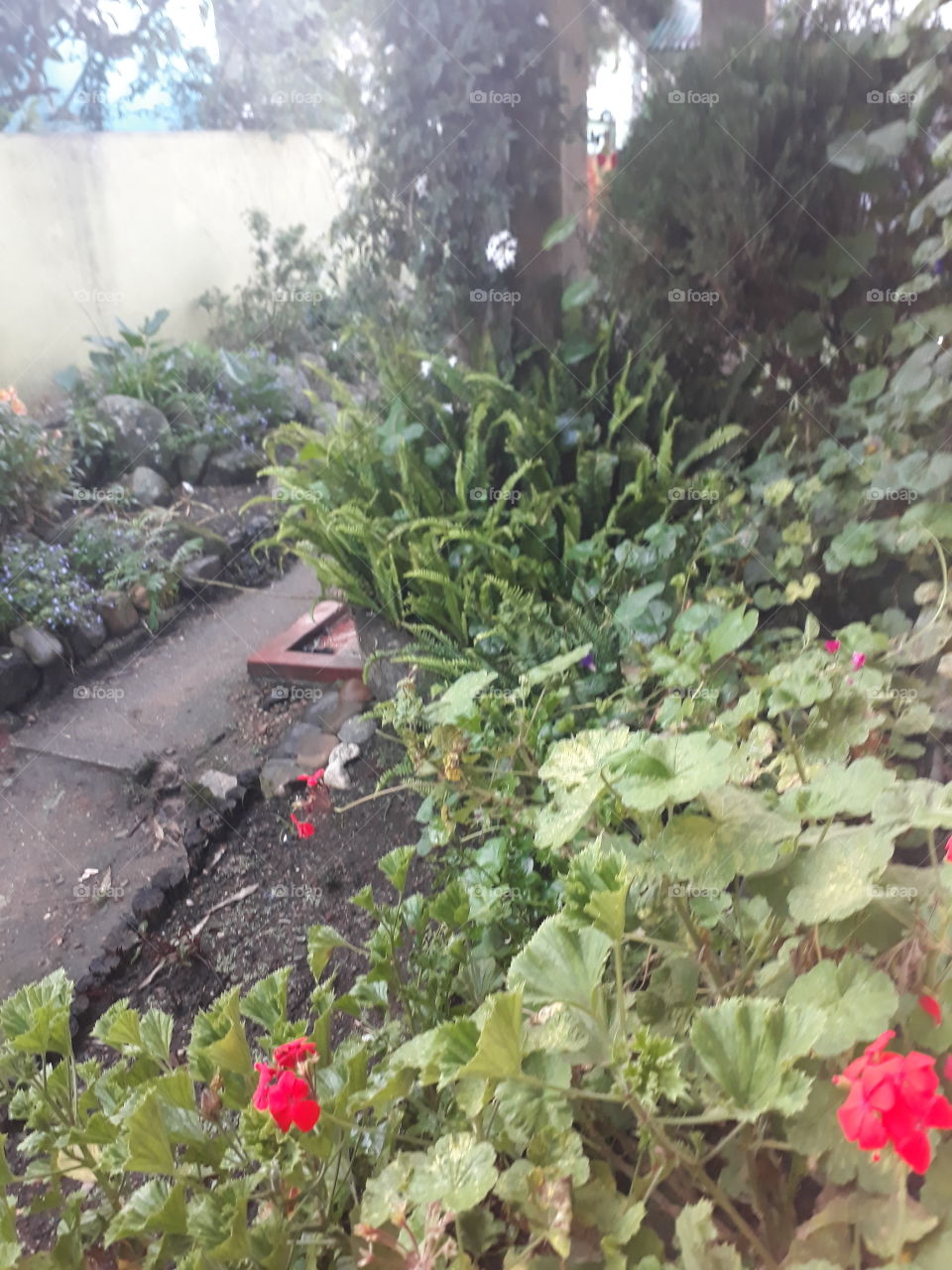 garden my small garden