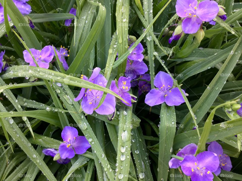 Spiderwort
