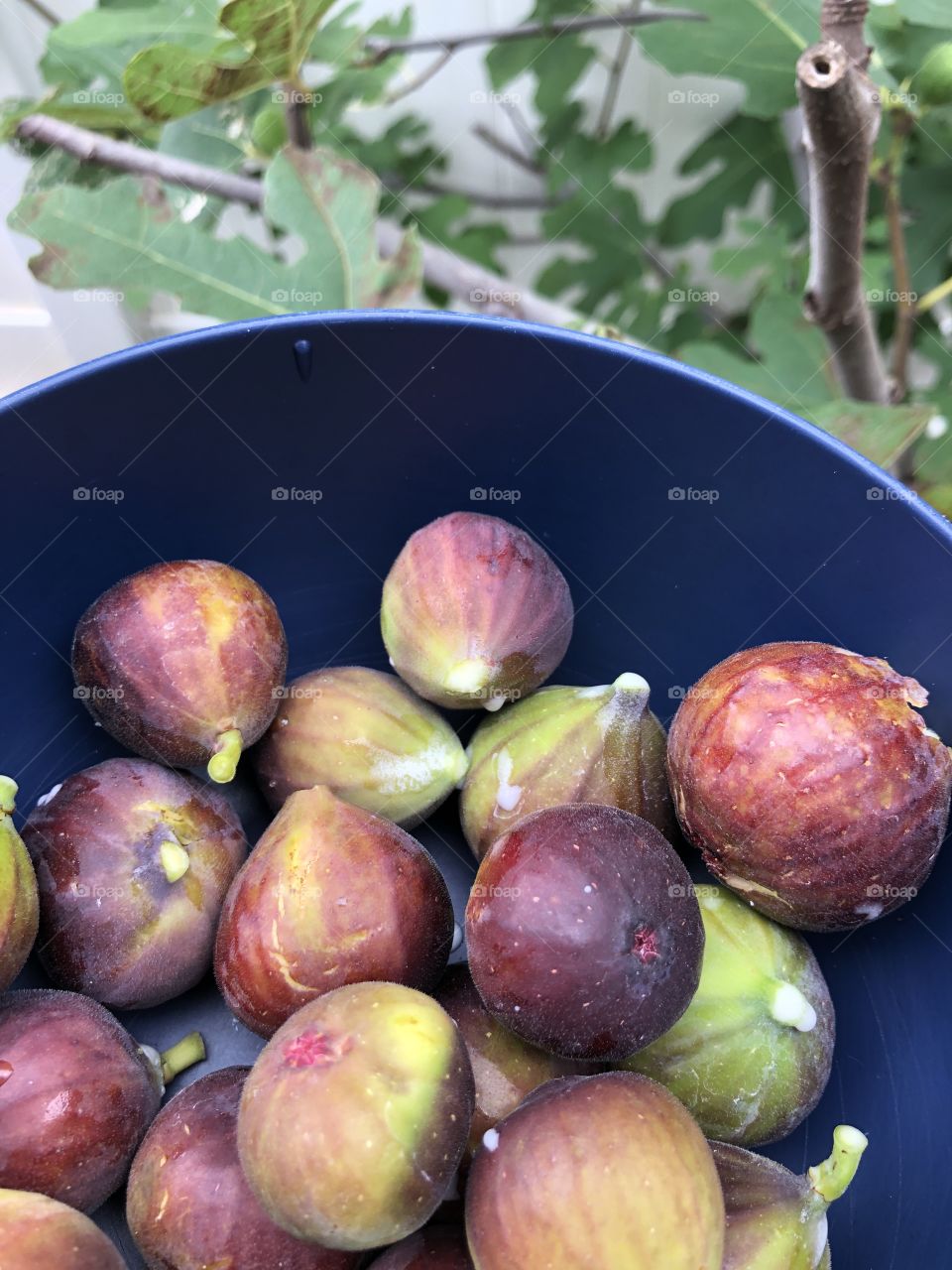 Fall fresh picked figs