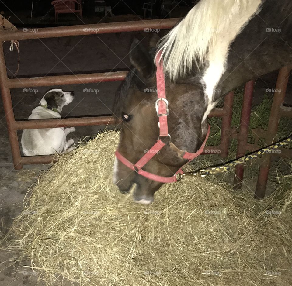 Gracie waiting on Bella to finish eating