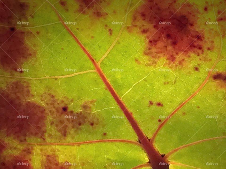 Colors of a leaf