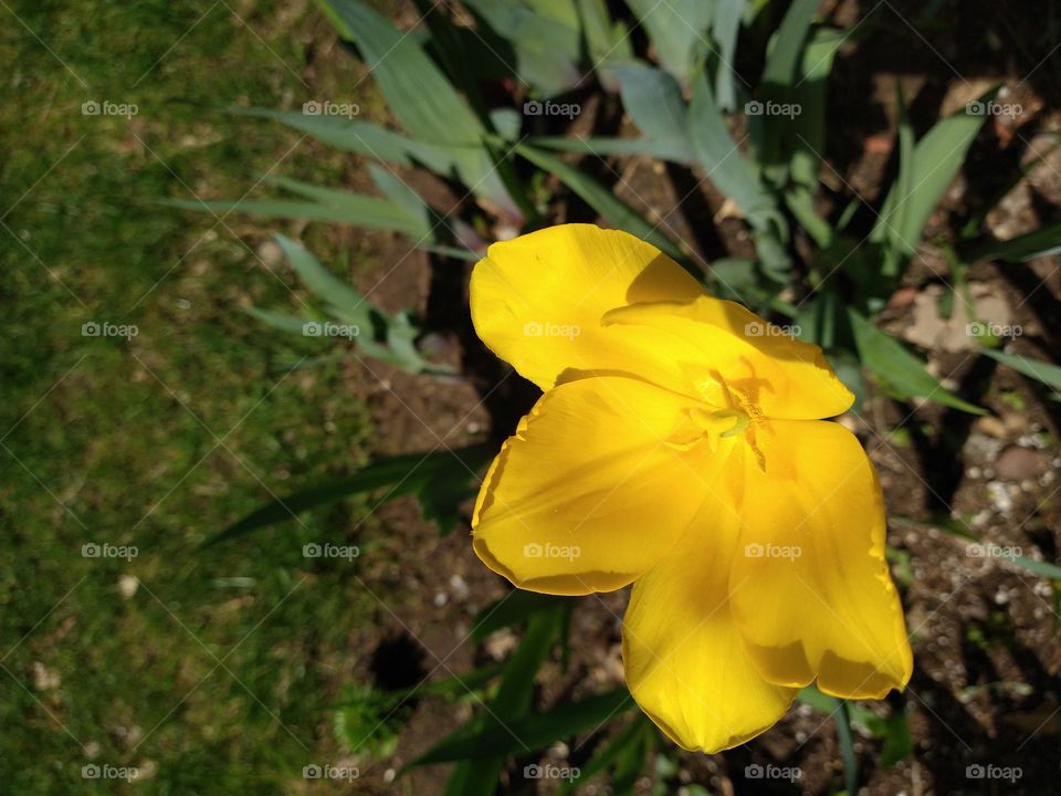 Yellow Tulip