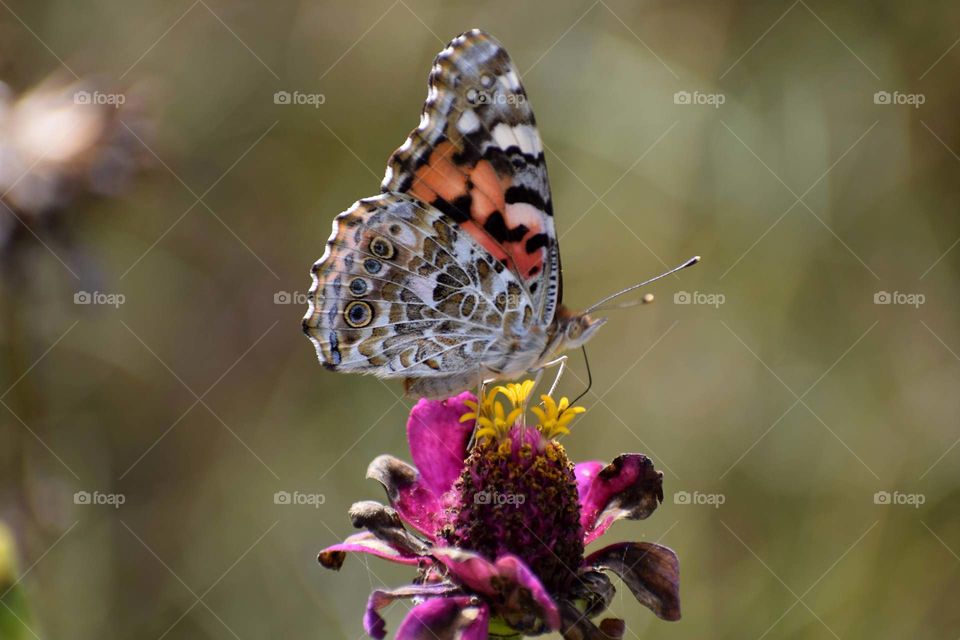 Butterfly  painted lady