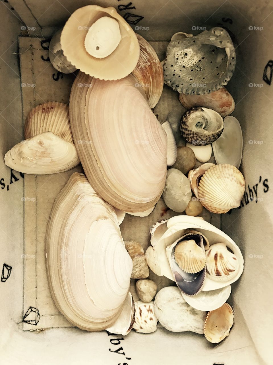 Shells in the box