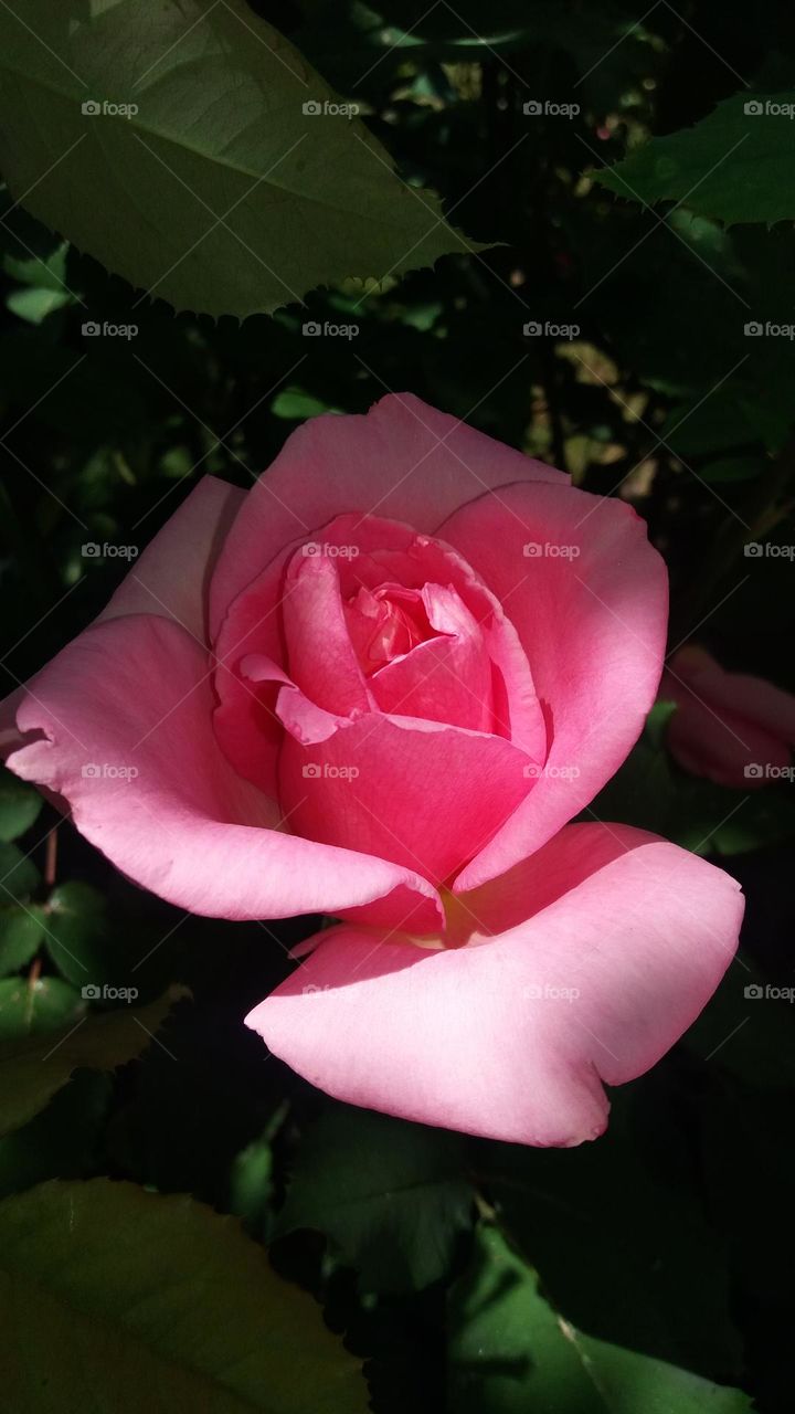 Pink Rose