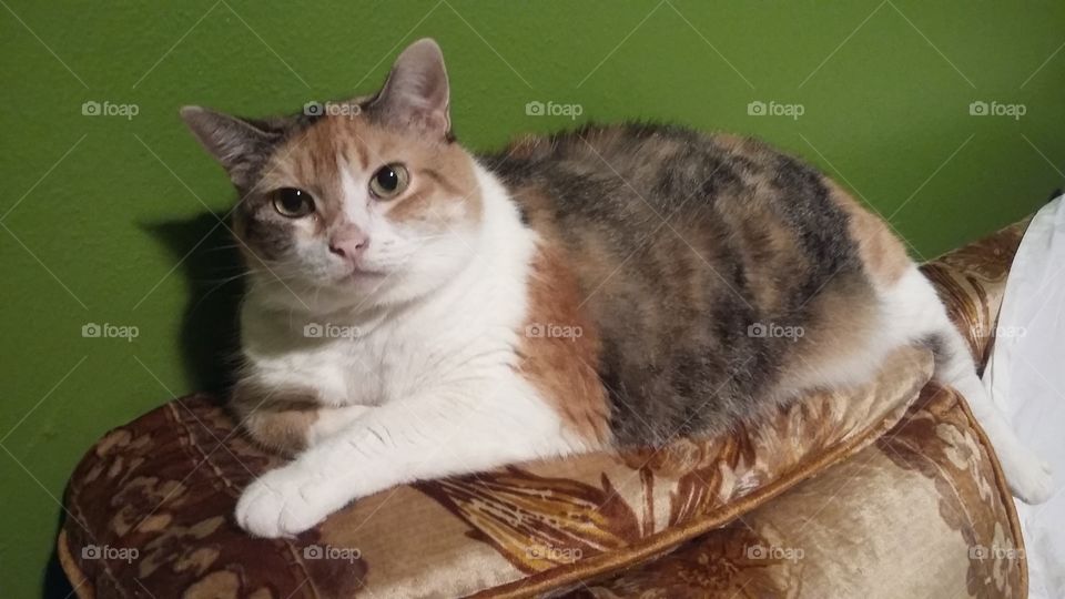 Calico  Cat