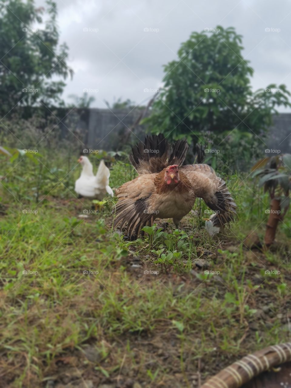 The small hen is brownish yellow in color. with a white chicken background behind it