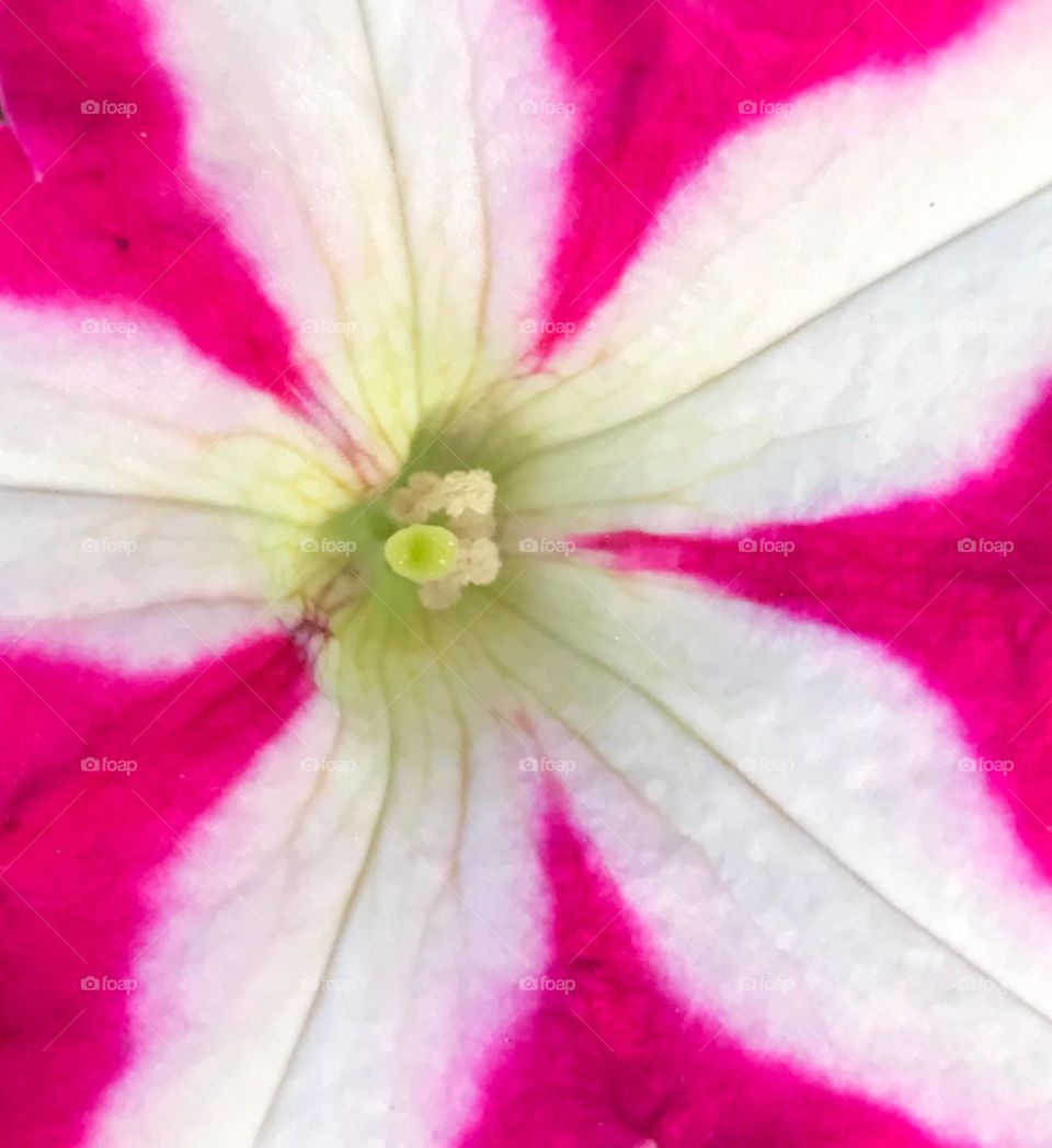 Pink and white striped flower 