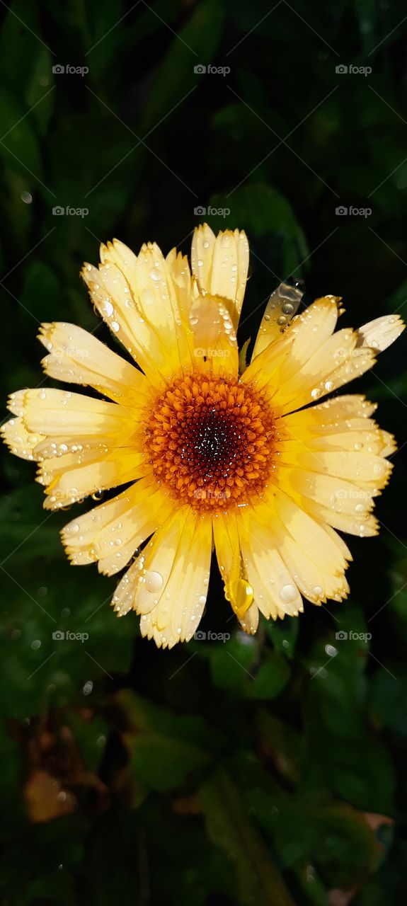 yellow daisy