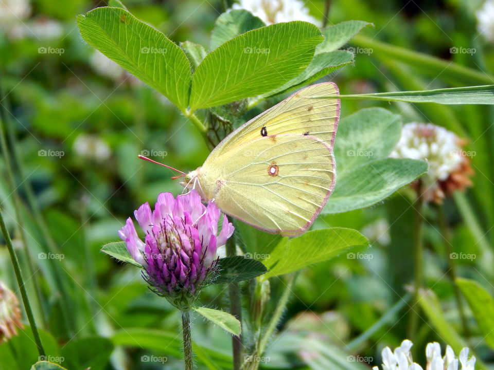 yellow butterfly