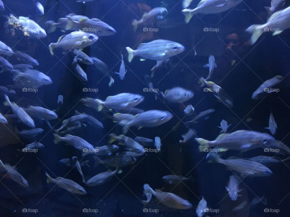 School of fish at New England Aquarium 