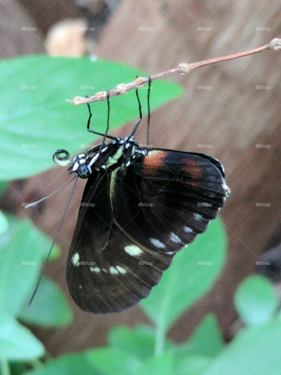 lovely butterfly