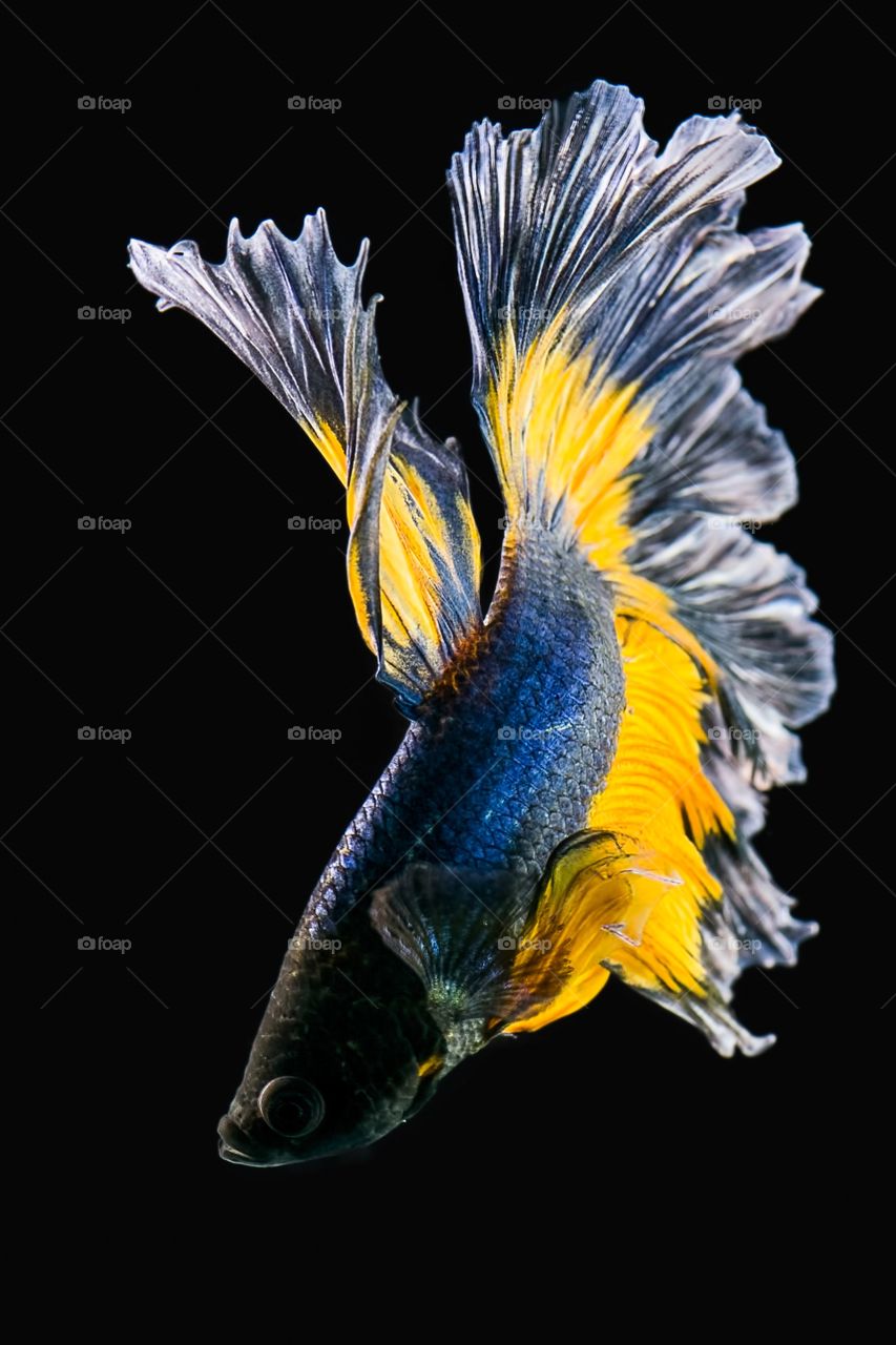 Colorful siamese fighting fish