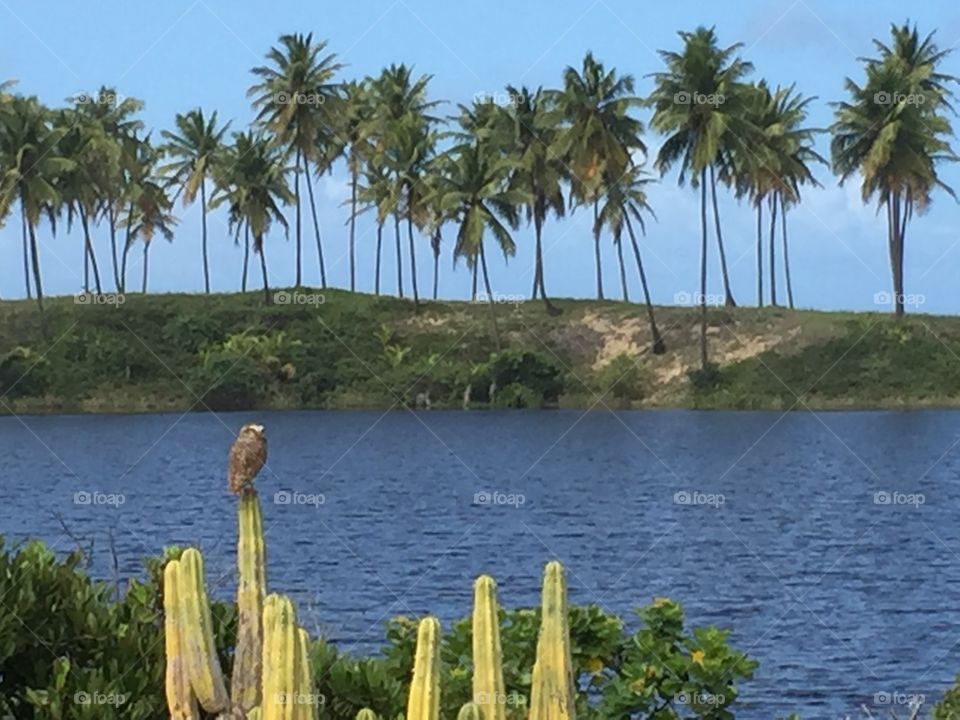 Owl on top of the cactus 