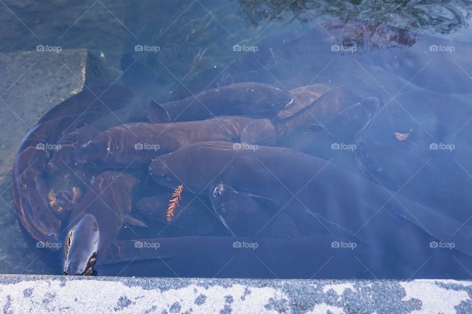 Longfin eels in the Avon River, Christchurch, New Zealand 